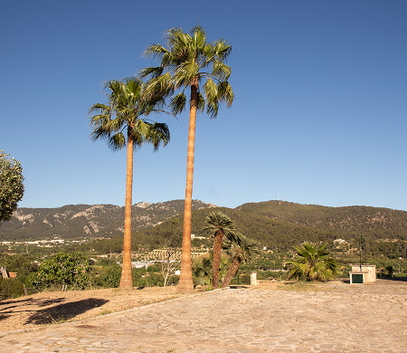 Palm trees and vegetation of So n'Alegre